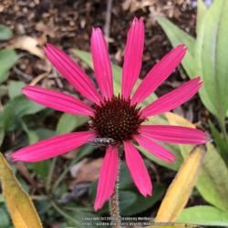 Location: Hamilton Square Garden, Historic City Cemetery, Sacramento CA.
Date: 2018-01-10
Several of the Echinacea are putting out January blooms.