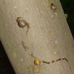 Location: Riverview, Robson, B.C.  
Date: 2006-06-02
Symbiosis: Four snails on the Douglas Maple - they climb the trun