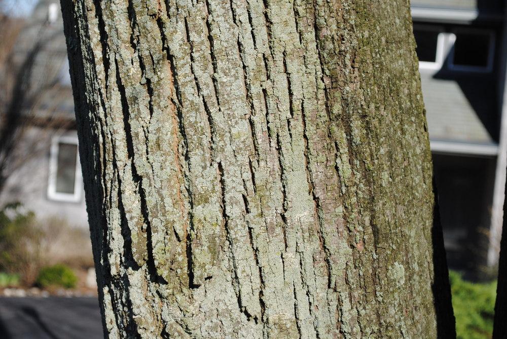 Photo of American Basswood (Tilia americana) uploaded by ILPARW