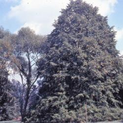 Location: Morton Arboretum in Lisle, Illinois
Date: summer in 1980's
full-grown mother species