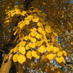 Location: Downingtown, Pennsylvania
Date: 2009-10-25
autumn leaves