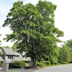 Location: Media, Pennsylvania
Date: 2010-05-07
tree in summer