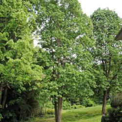 Location: Media, Pennsylvania
Date: 2010-05-07
three maturing trees