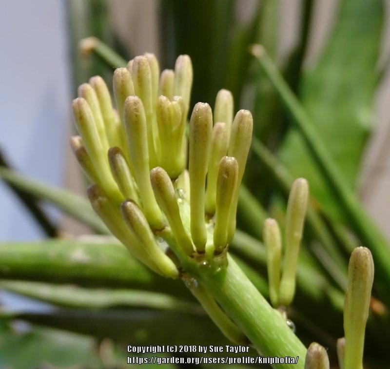Photo of Snake Plant (Dracaena francisii) uploaded by kniphofia