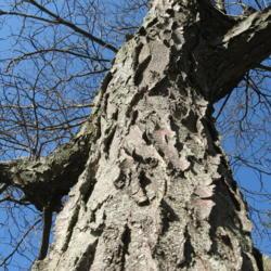 Location: Downingtown, Pennsylvania
Date: 2007-12-18
looking up an old trunk of the thornless variety