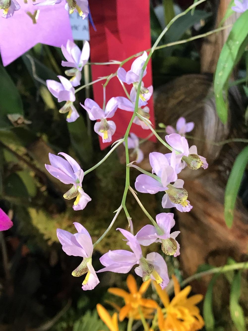 Photo of Orchid (Barkeria melanocaulon) uploaded by Ursula