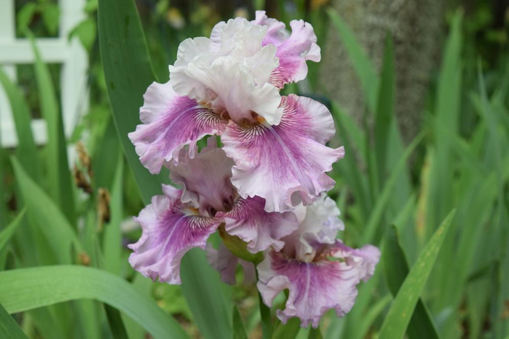 Photo of Border Bearded Iris (Iris 'Absolute Cute') uploaded by Dachsylady86