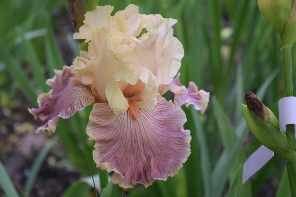 Photo of Tall Bearded Iris (Iris 'Cross My Heart') uploaded by Dachsylady86