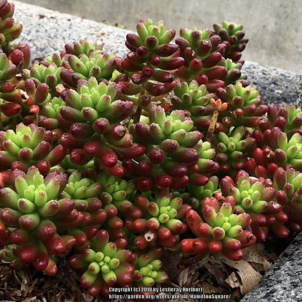 Sedums Plant Care and Collection of Varieties