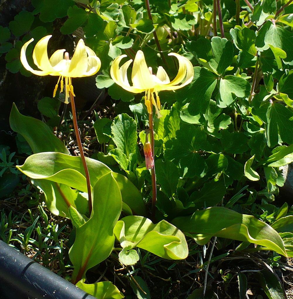 Photo of Trout Lily (Erythronium 'Pagoda') uploaded by HemNorth