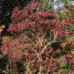 Location: Rehoboth Beach, Delaware
Date: 2011-10-30
wild full-grown shrub in autumn color
