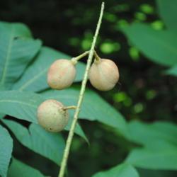 Location: Tyler Arboretum in southeast PA near Media
Date: 2011-08-24
the capsules (husks) over the buckeye seeds