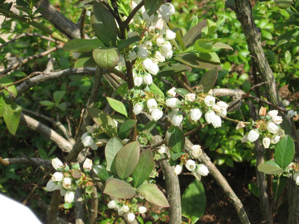 Photo of Highbush Blueberry (Vaccinium corymbosum) uploaded by ILPARW
