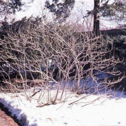 Location: Morton Arboretum in Lisle, Illinois
Date: winter in 1980's
shrub in winter