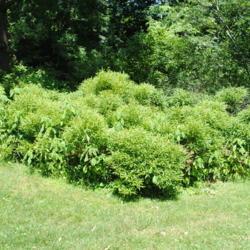 Location: Morris Arboretum in Philadelphia, PA
Date: 2016-06-15
a mass of shrubs