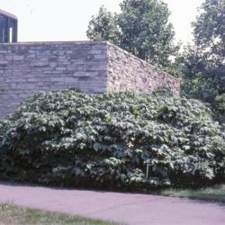 Location: Morton Arboretum in Lisle, Illinois
Date: summer in 1980's
shrubs at building corner