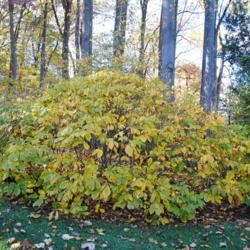 Location: Jenkins Arboretum in Berwyn, Pennsylvania
Date: 2014-10-26
shrub in autumn color, not quite fully