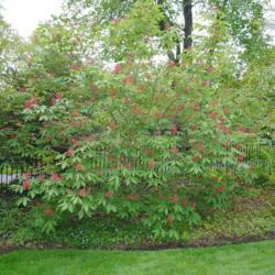 Location: Haverford, Pennsylvania
Date: 2010-04-22
shrubs in bloom with young foliage