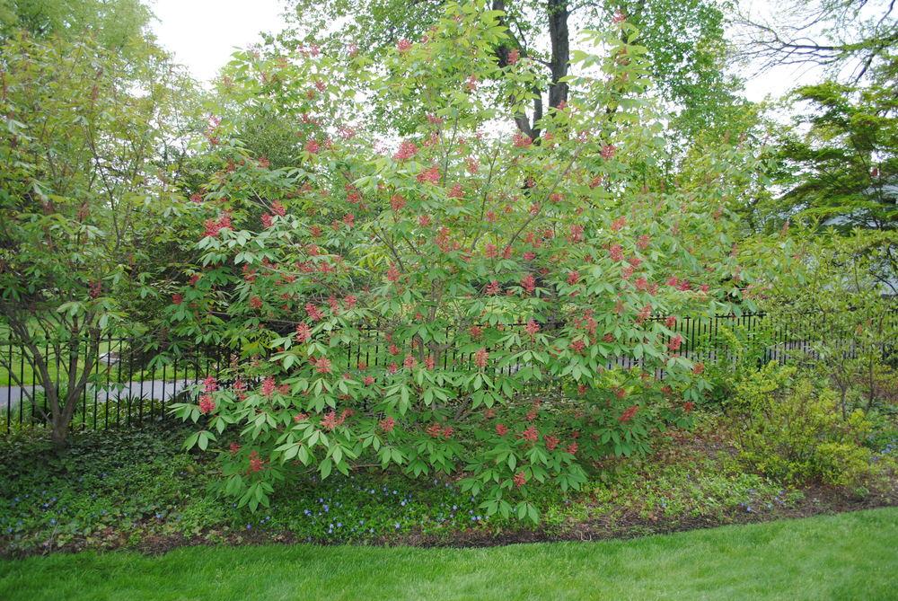 Photo of Red Buckeye (Aesculus pavia) uploaded by ILPARW