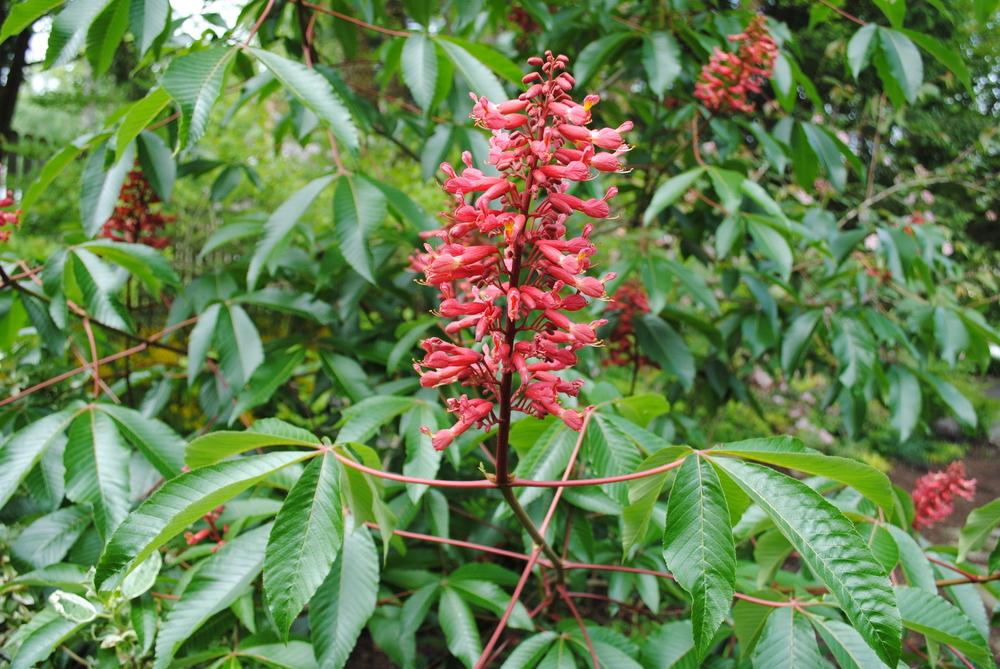 Photo of Red Buckeye (Aesculus pavia) uploaded by ILPARW