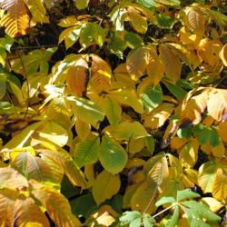 Location: Jenkins Arboretum in Berwyn, Pennsylvania
Date: 2012-10-21
autumn foliage