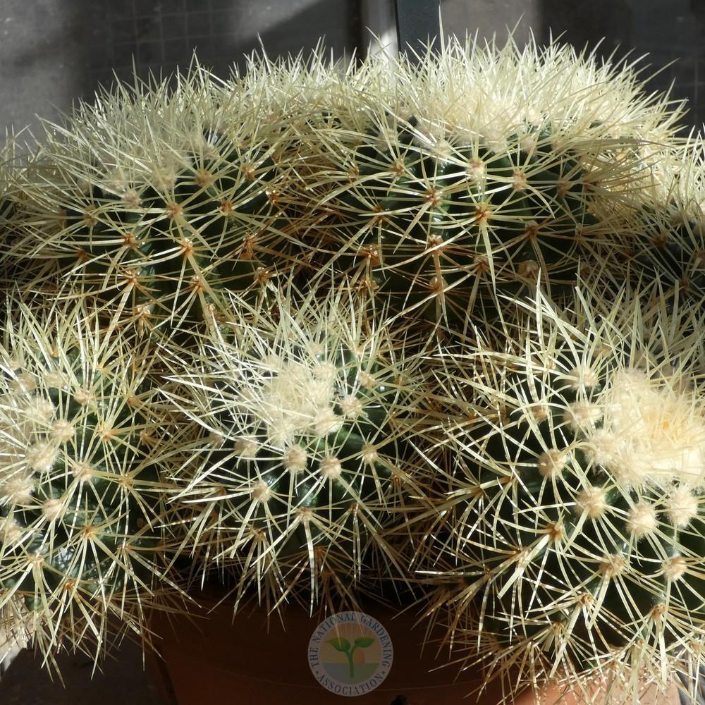Photo of Golden Barrel Cactus (Kroenleinia grusonii) uploaded by Patty