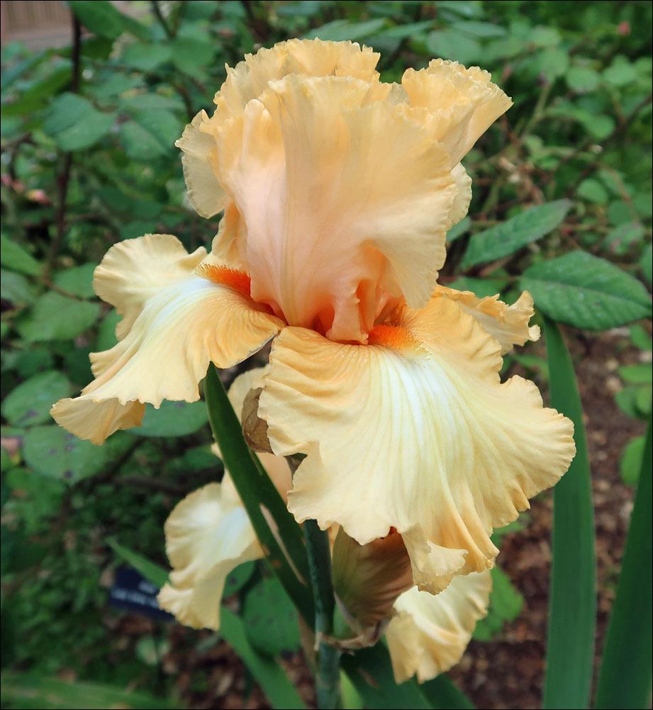 Photo of Tall Bearded Iris (Iris 'Orange Juice') uploaded by Polymerous