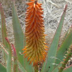 Location: Baja California
Date: 2018-01-14
Aloe speciosa x