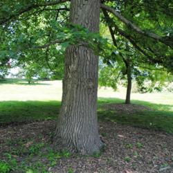 Location: Morris Arboretum in Philadelphia, PA
Date: 2016-06-15
old trunk and bark