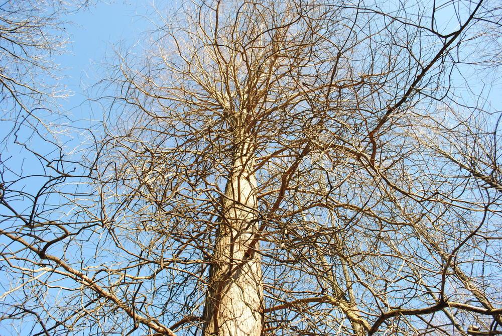 Photo of Bald Cypress (Taxodium distichum) uploaded by ILPARW