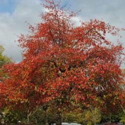 Location: Longwood Gardens in southeast Pennsylvania
Date: 2014-10-03
young tree in parking lot island in autumn