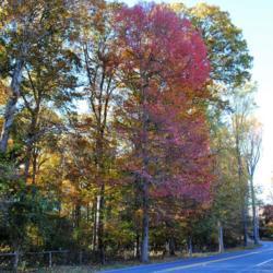 Location: near Malvern, Pennsylvania
Date: 2010-10-28
red autumn color of upright tree at woods