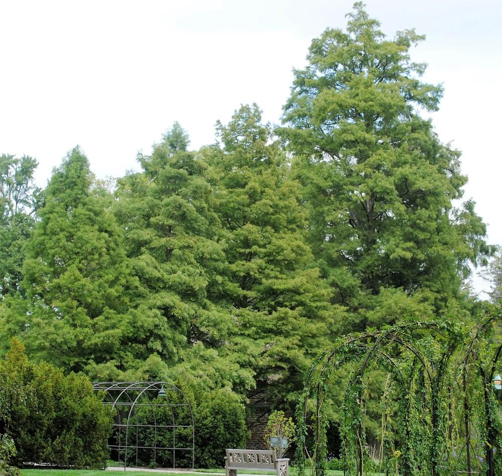 Photo of Bald Cypress (Taxodium distichum) uploaded by ILPARW