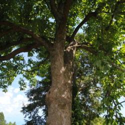 Location: Morris Arboretum in Philadelphia, PA
Date: 2016-06-15
looking up tree at trunk