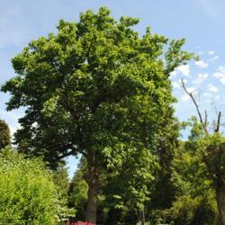 Location: Morris Arboretum in Philadelphia, PA
Date: 2016-06-15
large tree in summer