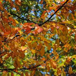 Location: Downingtown, Pennsylvania
Date: 2010-10-17
autumn leaves