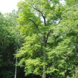 Location: French Creek State Park in southeast Pennsylvania
Date: 2010-06-13
tall tree in summer