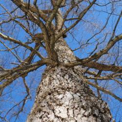 Location: French Creek State Park in southeast Pennsylvania
Date: 2009-12-24
looking up big trunk