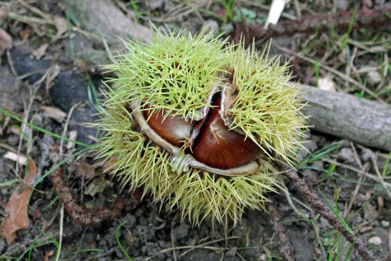 Photo of Sweet Chestnut (Castanea sativa) uploaded by RuuddeBlock