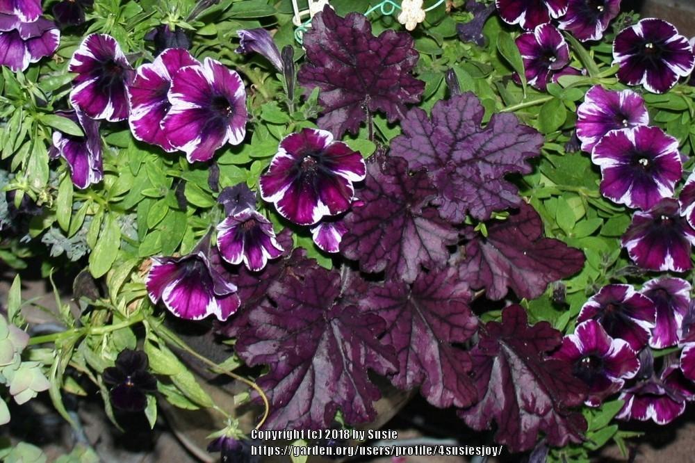 Photo of Coral Bells (Heuchera Forever® Purple) uploaded by 4susiesjoy