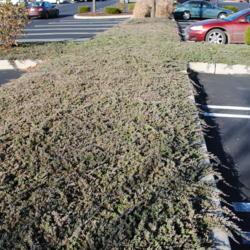 Location: Downingtown, Pennsylvania
Date: 2009-12-16
groundcover in parking lot island in winter