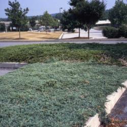 Location: Downingtown, Pennsylvania
Date: summer 2007
groundcover in a parking lot island