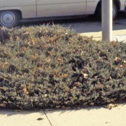 Location: North Aurora, Illinois
Date: fall or spring in 1980's
groundcover at a post office