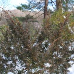 Location: Jenkins Arboretum in Berwyn, Pennsylvania
Date: 2012-12-30
upper branches and foliage in winter