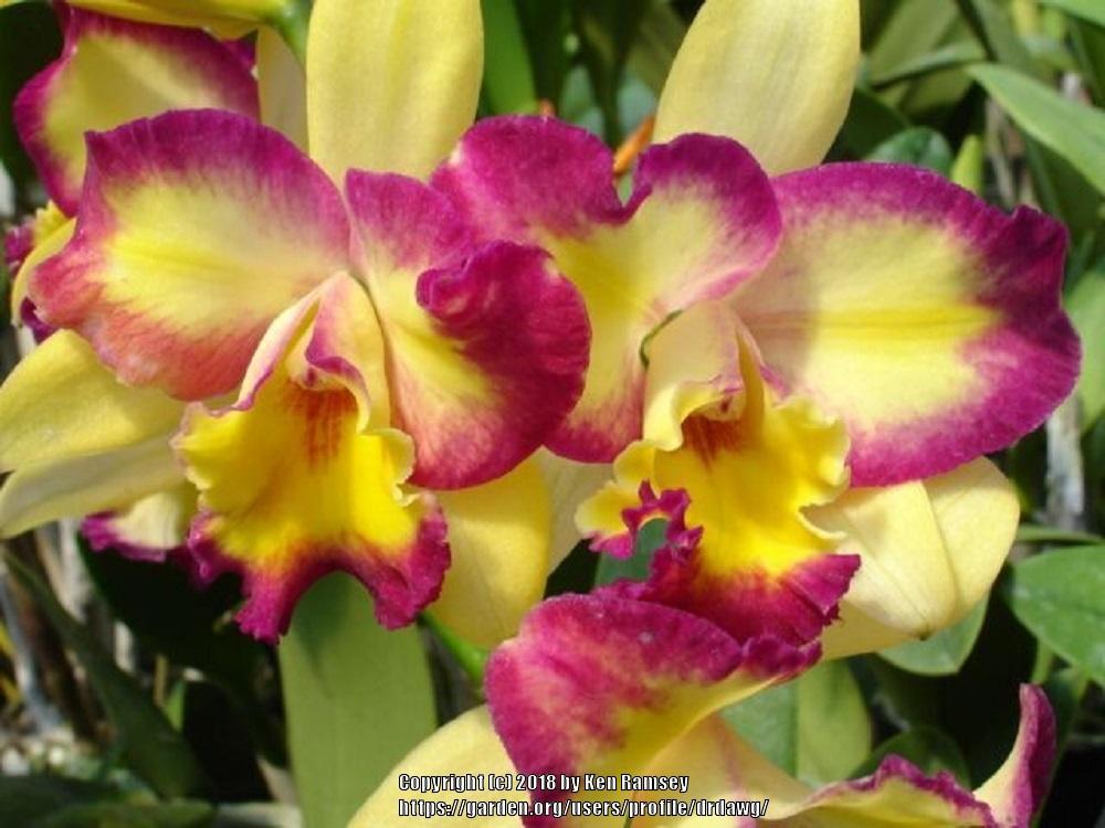 Photo of Orchid (Rhyncholaeliocattleya Shin Shiang Diamond 'Tai Young #1') uploaded by drdawg