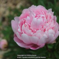 Location: My Garden in PA
Date: 2017-05-21
A favorite pink peony!