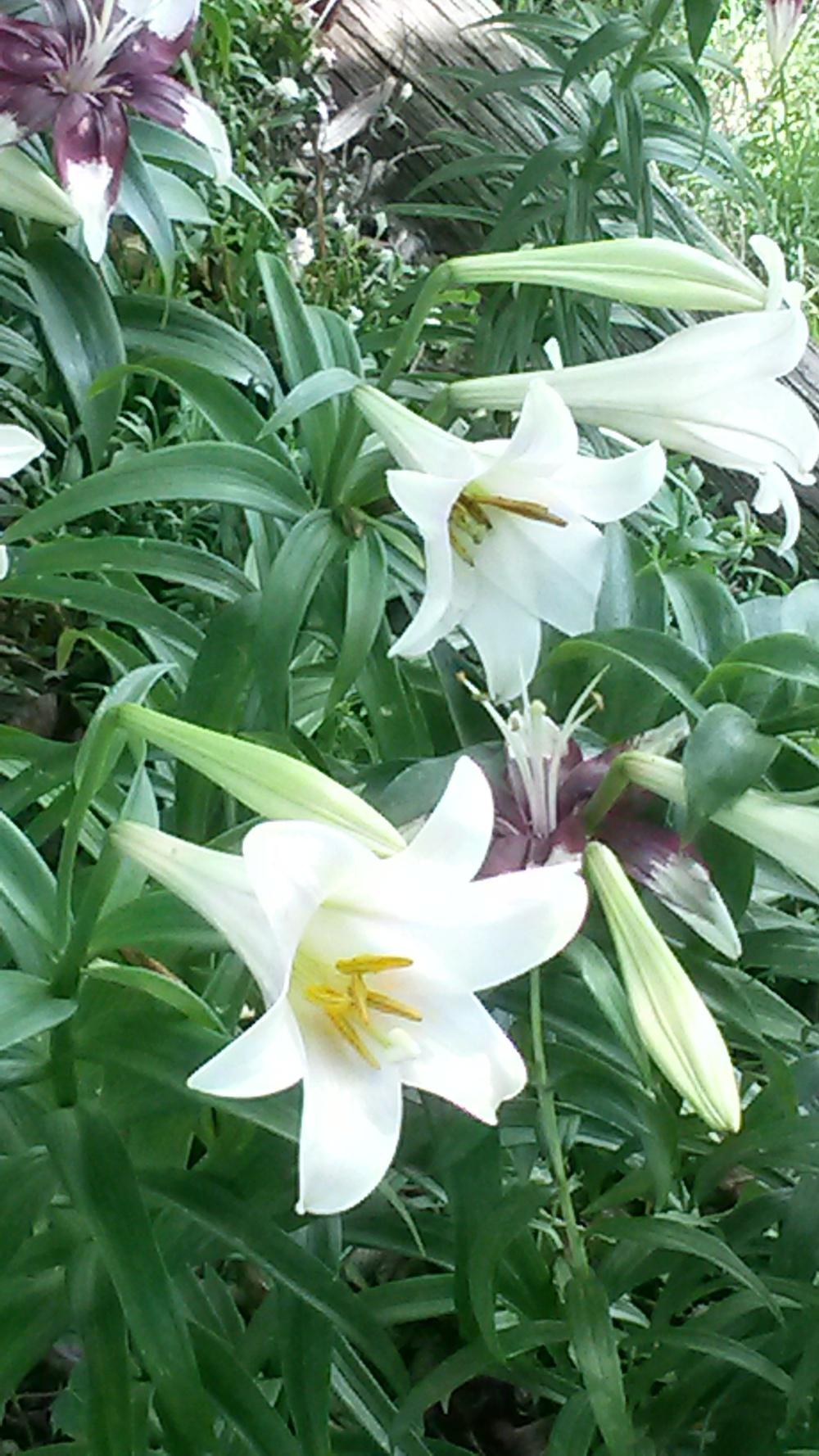 Photo of Lilies (Lilium) uploaded by thomasjones2266