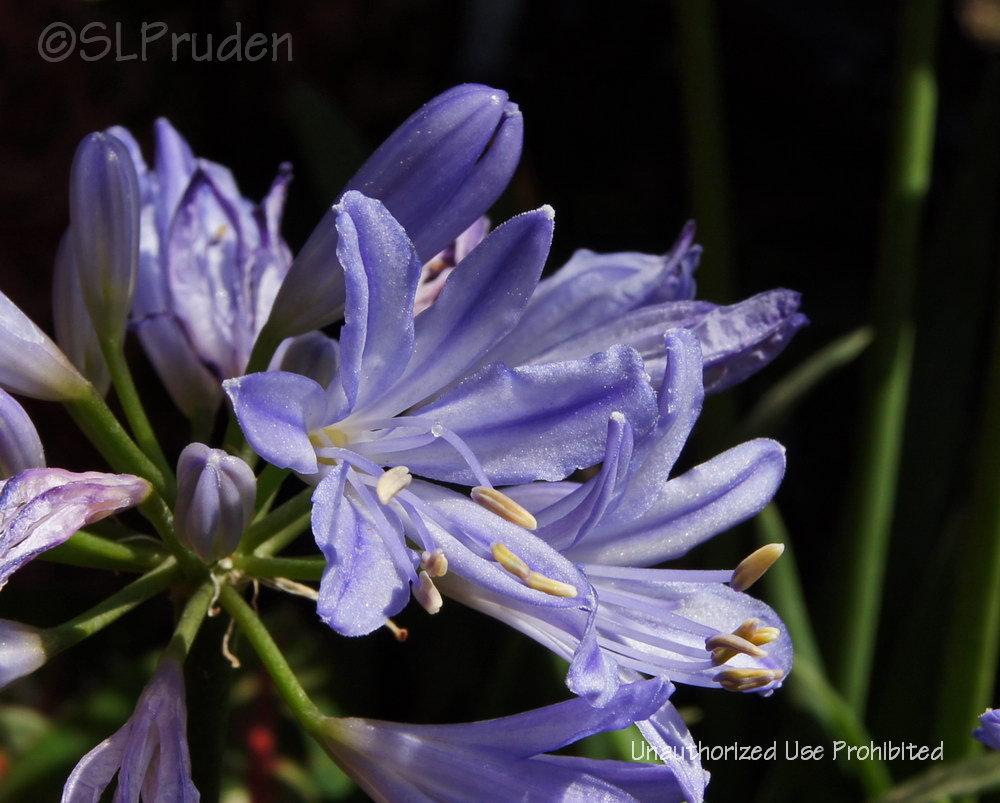 Photo of Lily of the Nile (Agapanthus Baby Pete) uploaded by DaylilySLP