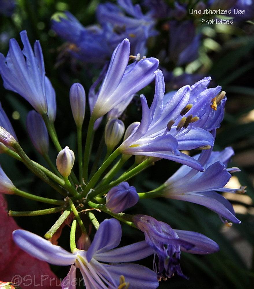 Photo of Lily of the Nile (Agapanthus Baby Pete) uploaded by DaylilySLP