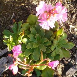 Location: Nora's Garden - Castlegar, B.C. 
Date: 2017-10-09
Blooming from June into October!